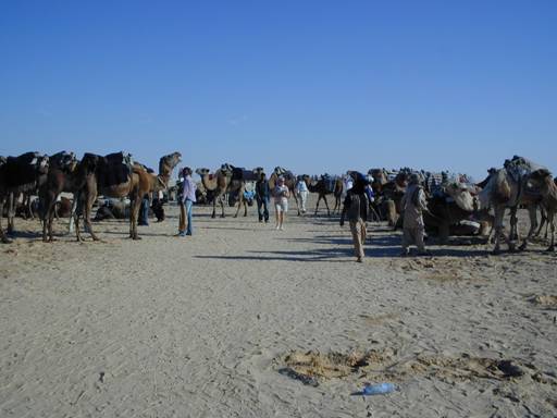 camels to take tourists into part of the desert, near Douz ...